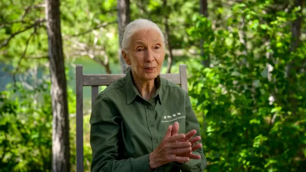 Goodall aan het woord in de film 'Jane Goodall: Reasons for Hope'