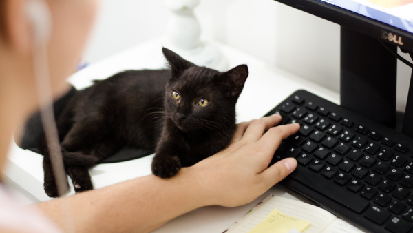 Kat en hand bij toetsenbord