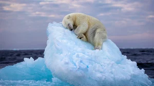 Thumbnail voor Van een slapende ijsbeer tot blije schildpad: dit zijn de beste dierenfoto's van het jaar