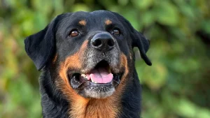 Thumbnail voor Man steekt hond: baasje steekt rottweiler neer na hondenruzie, hond met ambulance naar ziekenhuis