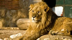 Bezoeker dierentuin doodgebeten door leeuw na poging tot selfie maken
