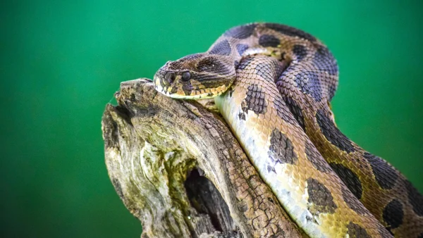 Giftige cobra ontsnapt in Lelystad: 'Hou ramen en deuren dicht'