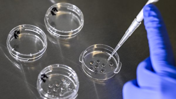 Hooggerechtshof Alabama: 'Ook bevroren embryo's zijn kinderen'