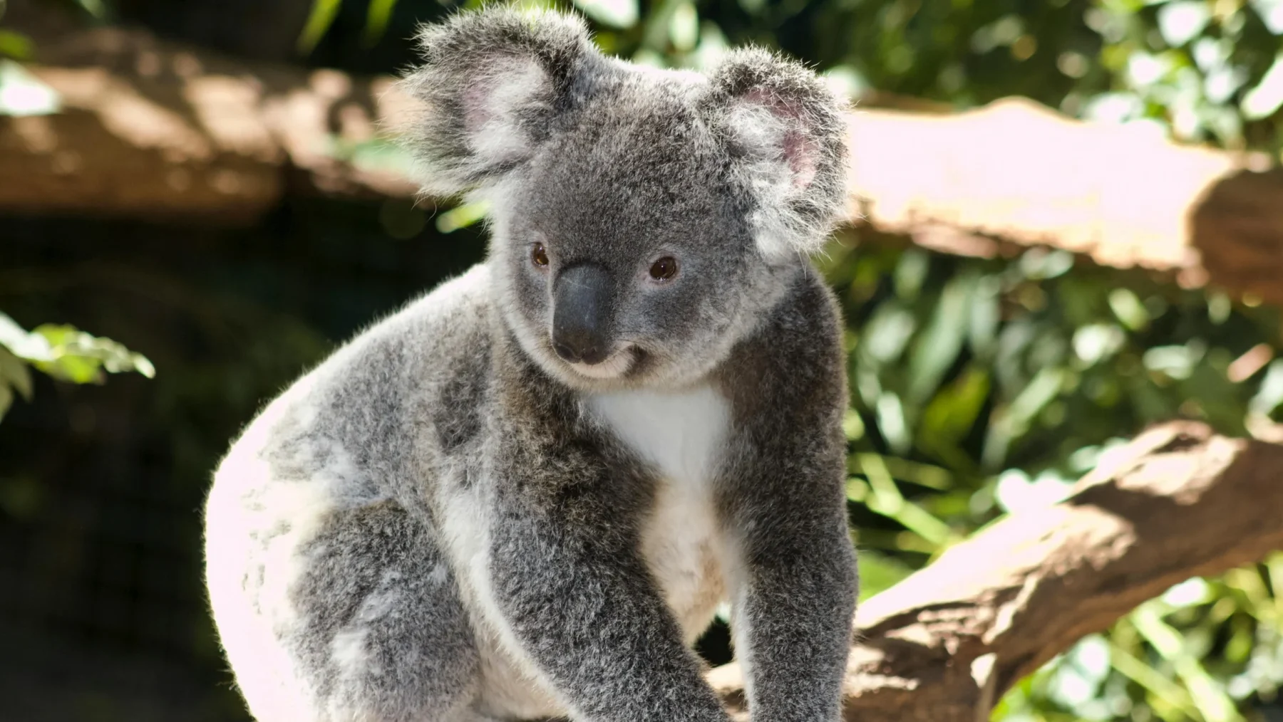 koala
