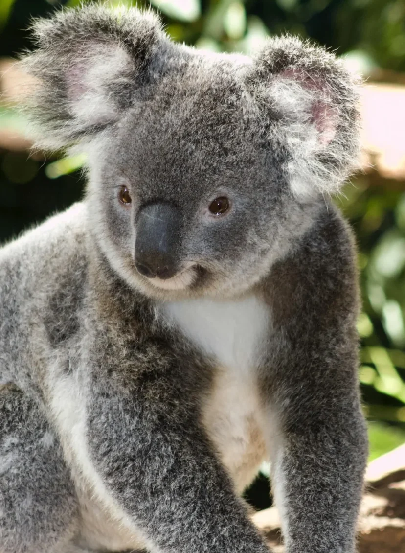 koala