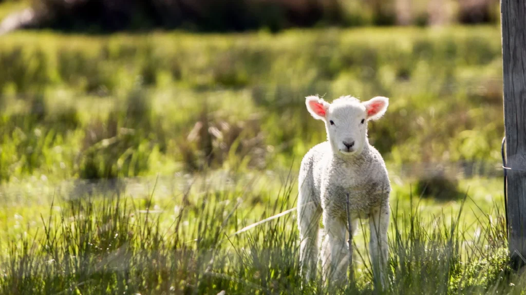 zonnig, warm droog weer, lentekriebels