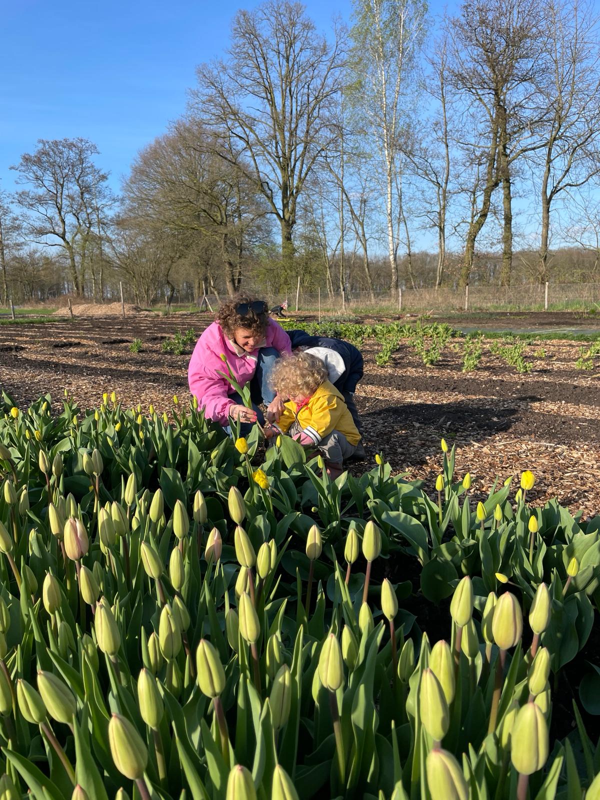 Tulpen plukken paasweekend