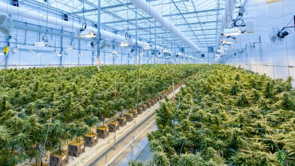 Duitsland cannabis legaal