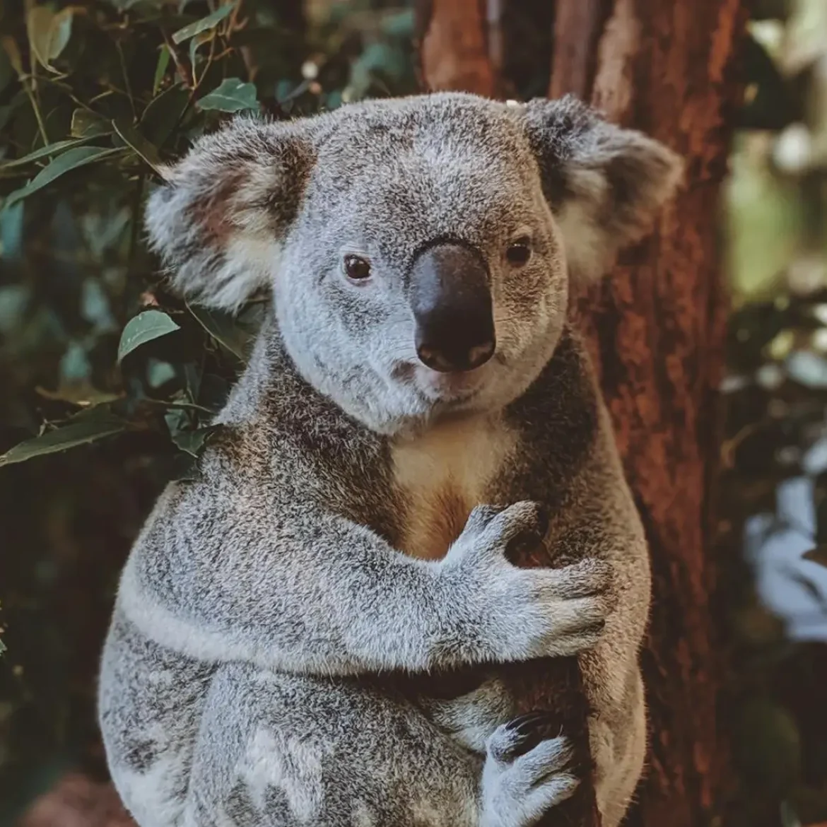 Koala in een boom