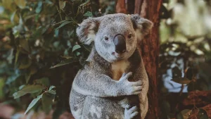 Thumbnail voor Voor het eerst koala's in Nederlandse dierentuin gearriveerd: bekijk hier de beelden