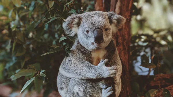 Koala in een boom