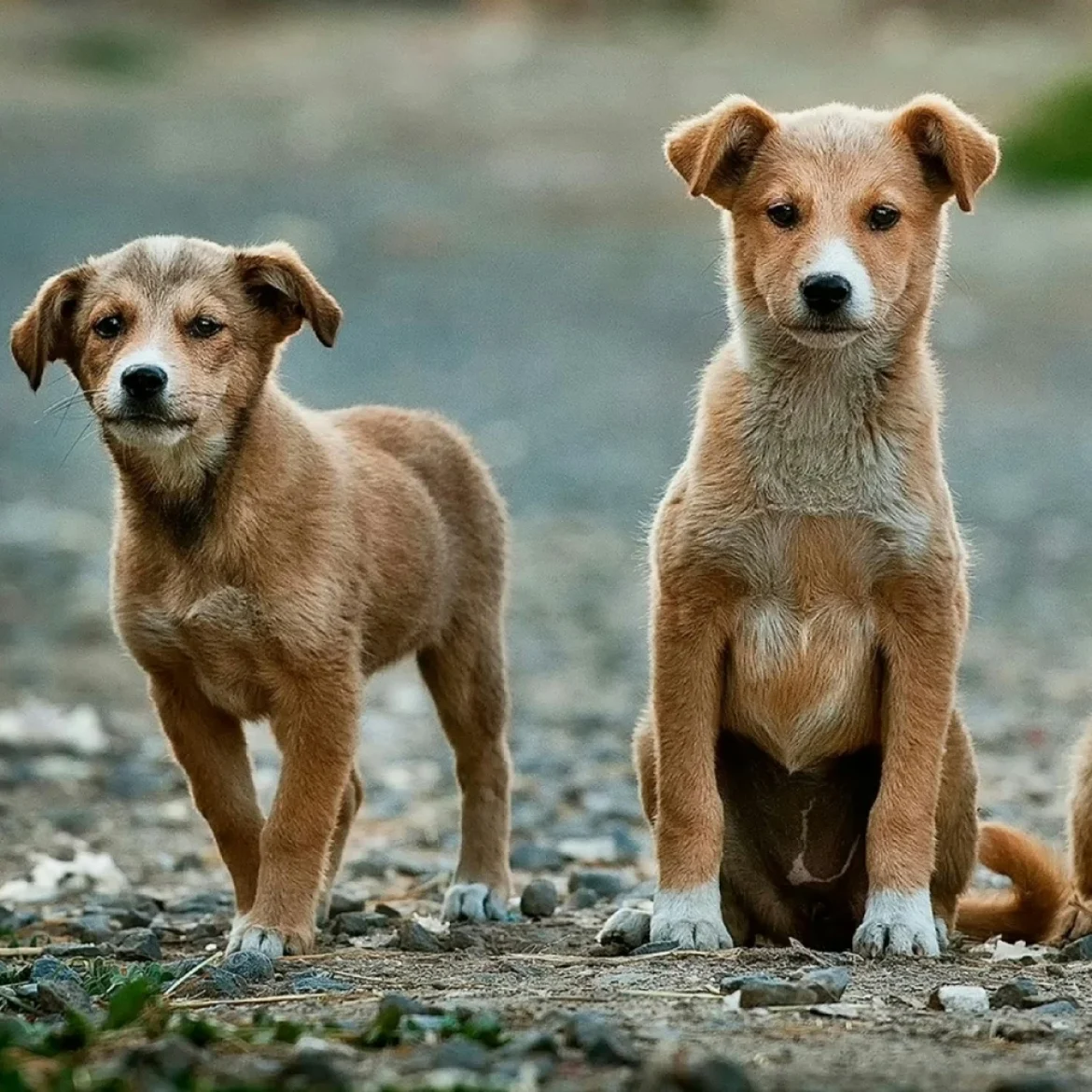 Tien honden overleden in super-de-luxe hondenpension, politie doet onderzoek