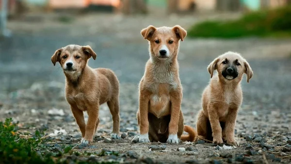 Tien honden overleden in super-de-luxe hondenpension, politie doet onderzoek