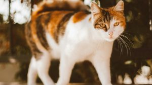 Thumbnail voor Kat in Amsterdam dodelijk mishandeld, politie zoekt dader en deelt schokkende beelden
