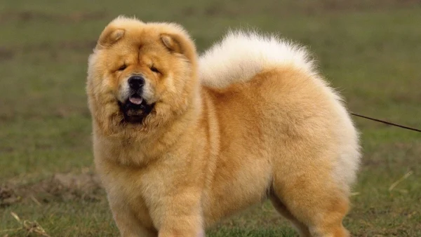 Chow Chow | honden panda's Chinese Dierentuin