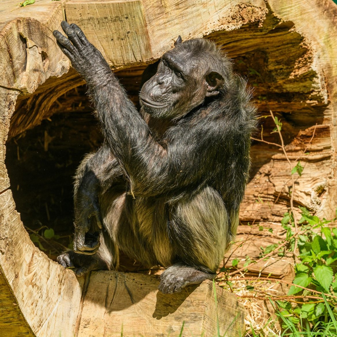 Moederchimpansee kan geen afscheid nemen: tilt al 3 maanden overleden jong op haar rug
