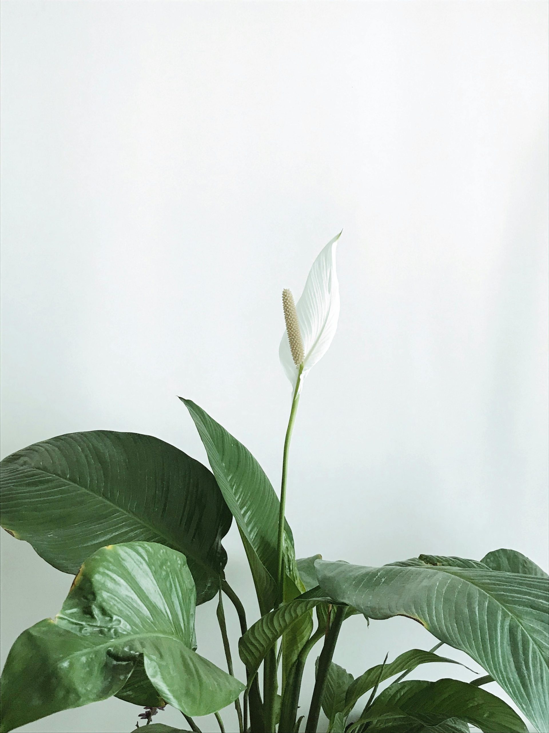 Lepelplant