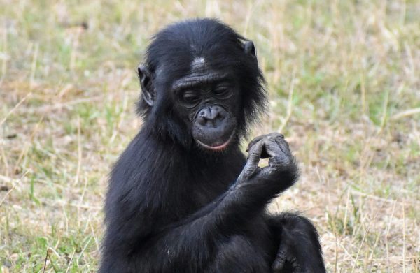 Jong bonobo-aapje ontsnapt uit Ouwehands Dierenpark