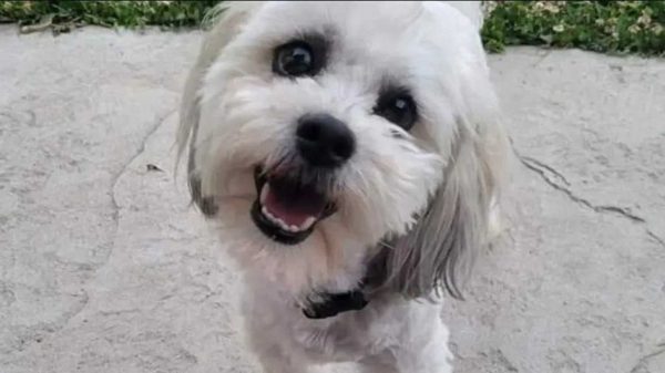 Politieagent schiet dove en blinde hond dood: inwoners eisen zijn ontslag