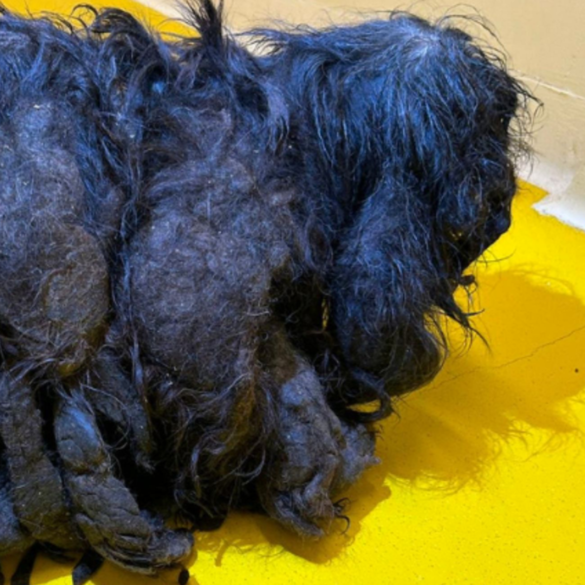 Hond Keesje