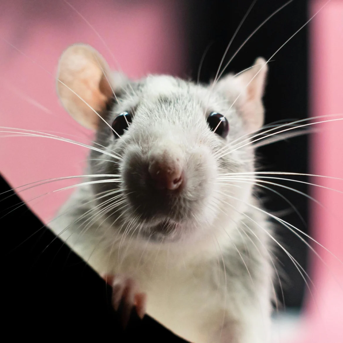 Last van muizen? Met déze tips ben je er zo vanaf