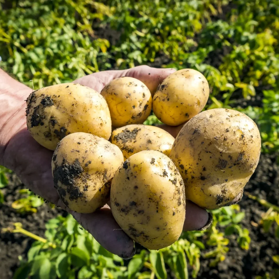 Aardappels in gevaar door waterschimmel en regen