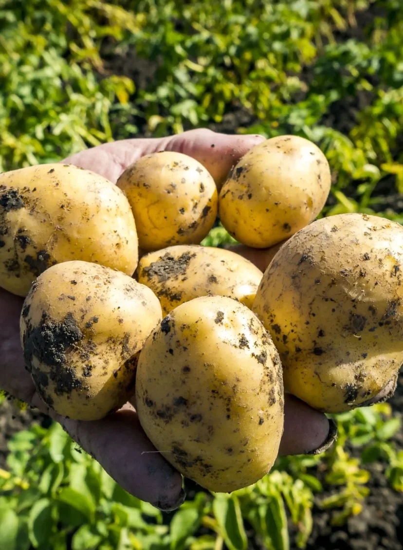 Aardappels in gevaar door waterschimmel en regen