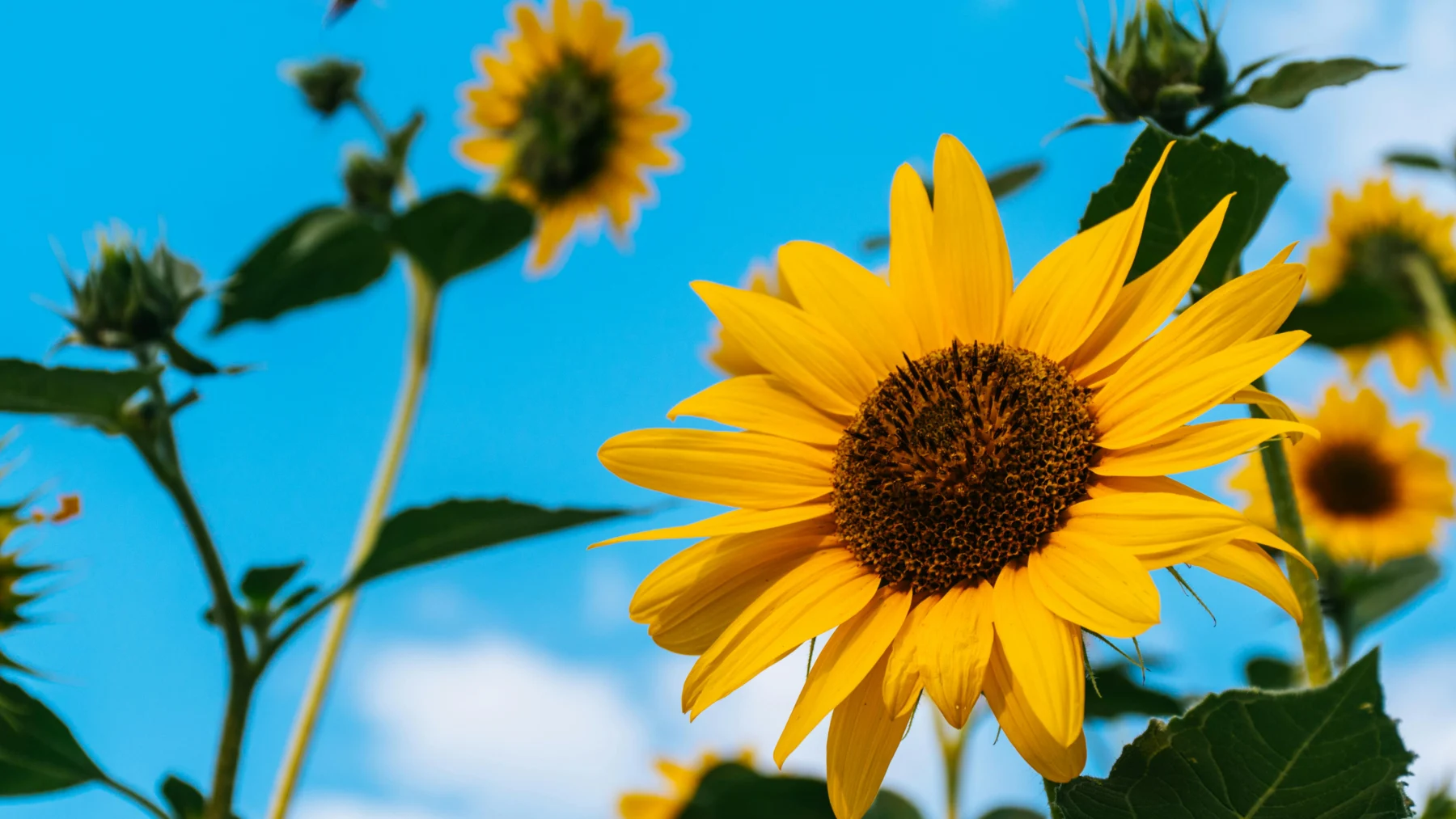 Zonnebloem