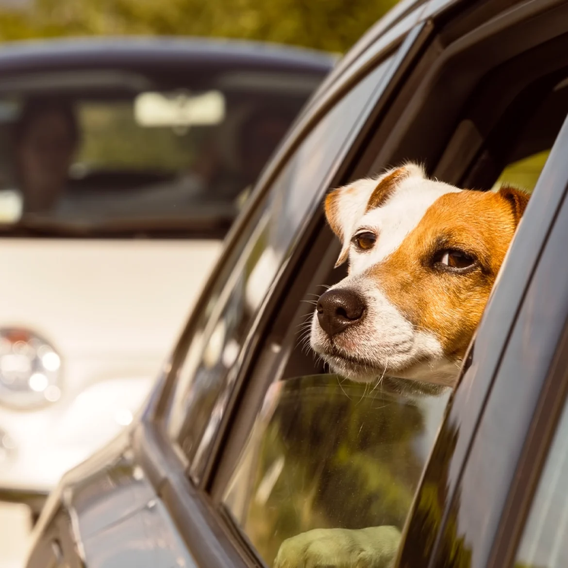 ANWB verwacht recorddrukte op Europese wegen: 'Je krijgt gegarandeerd files, geen ontkomen aan'