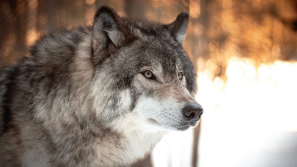 Wolf