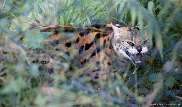 Opnieuw serval weggelopen in Helmondse wijk Houtdonk