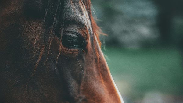 Paard
