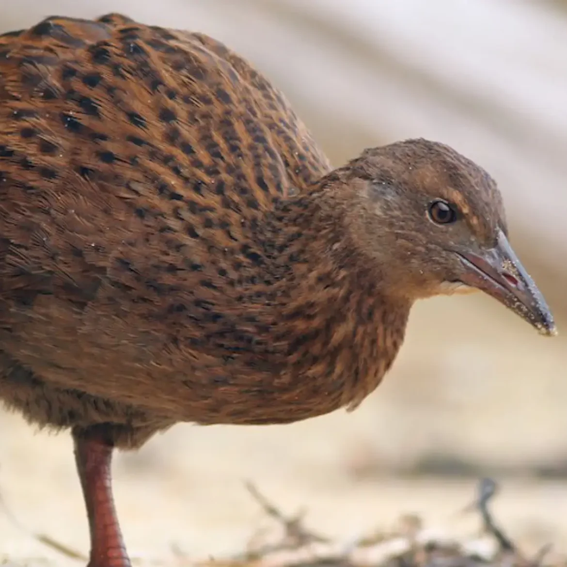 weka, een zeldzame vogel