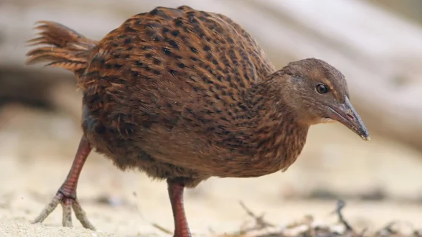 A rare bird is cut and eaten by a reality star