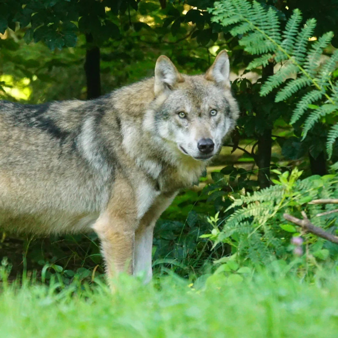 Wolf in het bos.