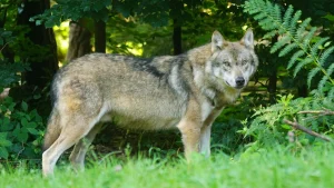 Thumbnail voor Kind belaagd door 'groot dier' op de Utrechtse Heuvelrug, mogelijk wolf