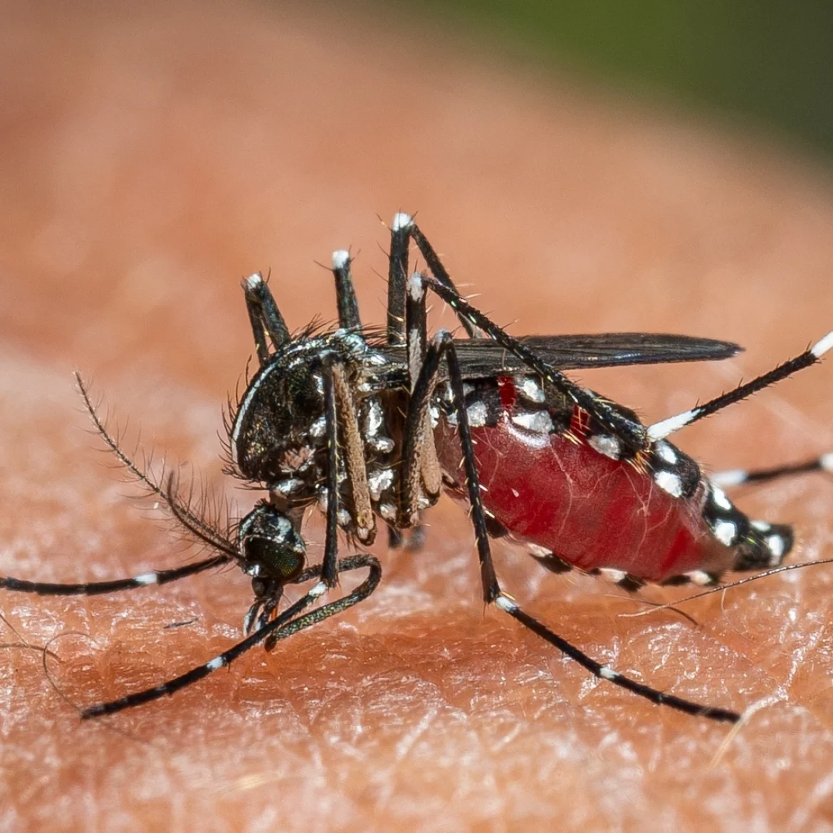 Dengue mug