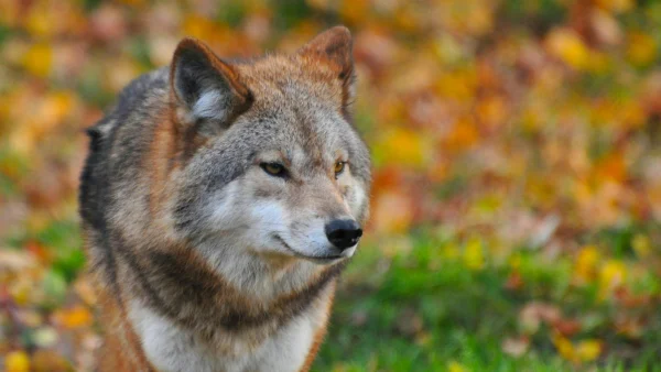 wolf aanval leusden
