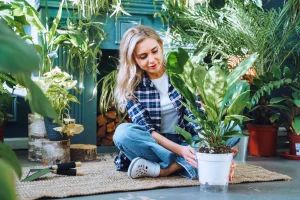 Thumbnail voor Voor eens en voor altijd: in déze ruimte doen je planten het op hun best