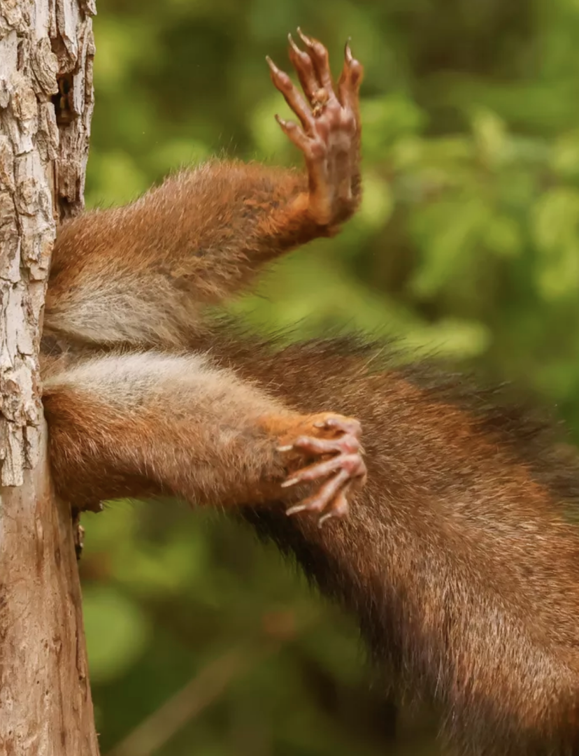 comedy wildlife photography awards