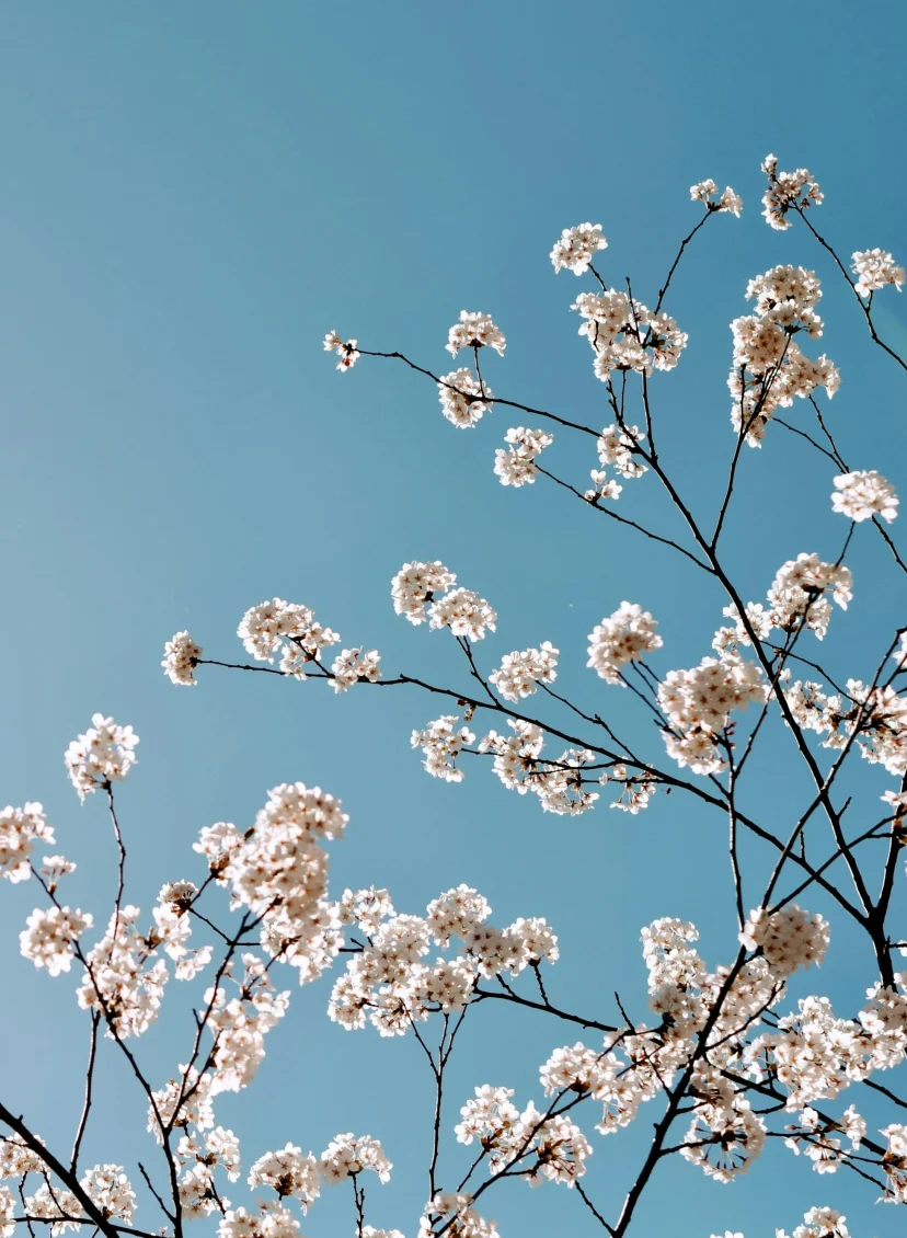 Overgang naar zacht en wisselvallig weer op komst, 'mogelijk lenteachtig' Temperatuurrecord gebroken: officieel warmste 21 februari ooit gemeten