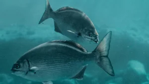 Thumbnail voor Razend populaire visdeurbel Utrecht gaat voor vijfde jaar op rij aan