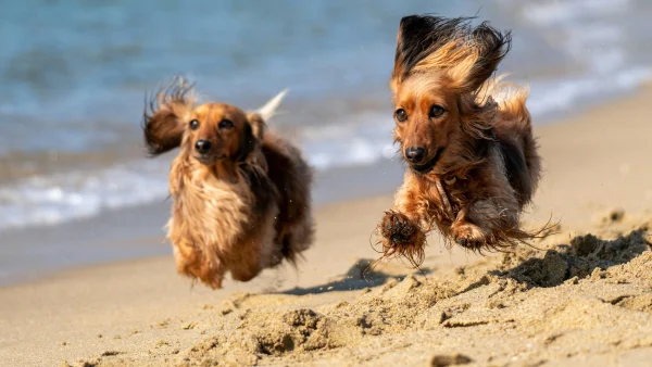 Honden op het strand