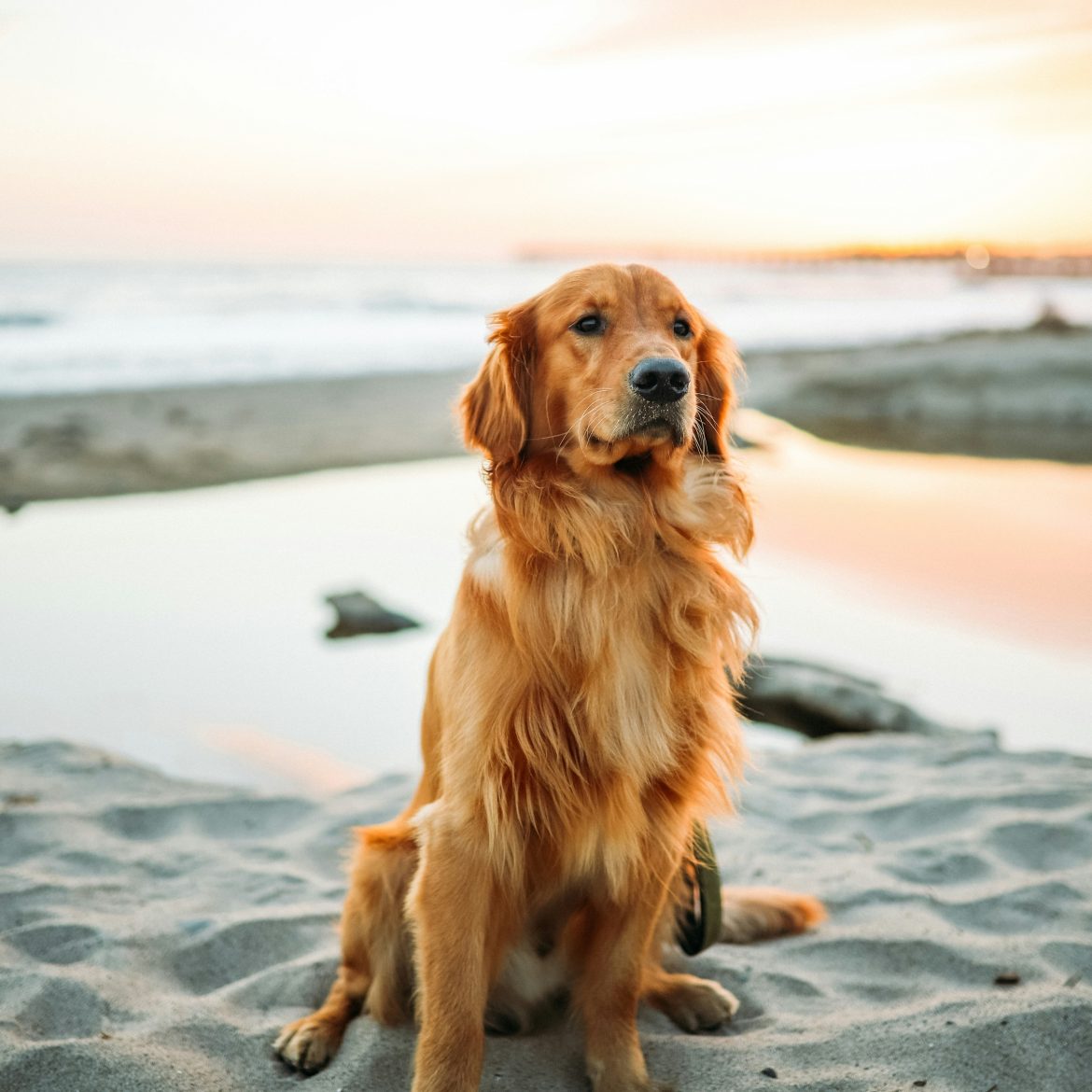 Op deze stranden mag je hond het hele jaar door loslopen