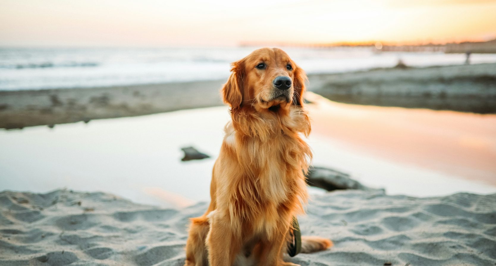 Op deze stranden mag je hond het hele jaar door loslopen