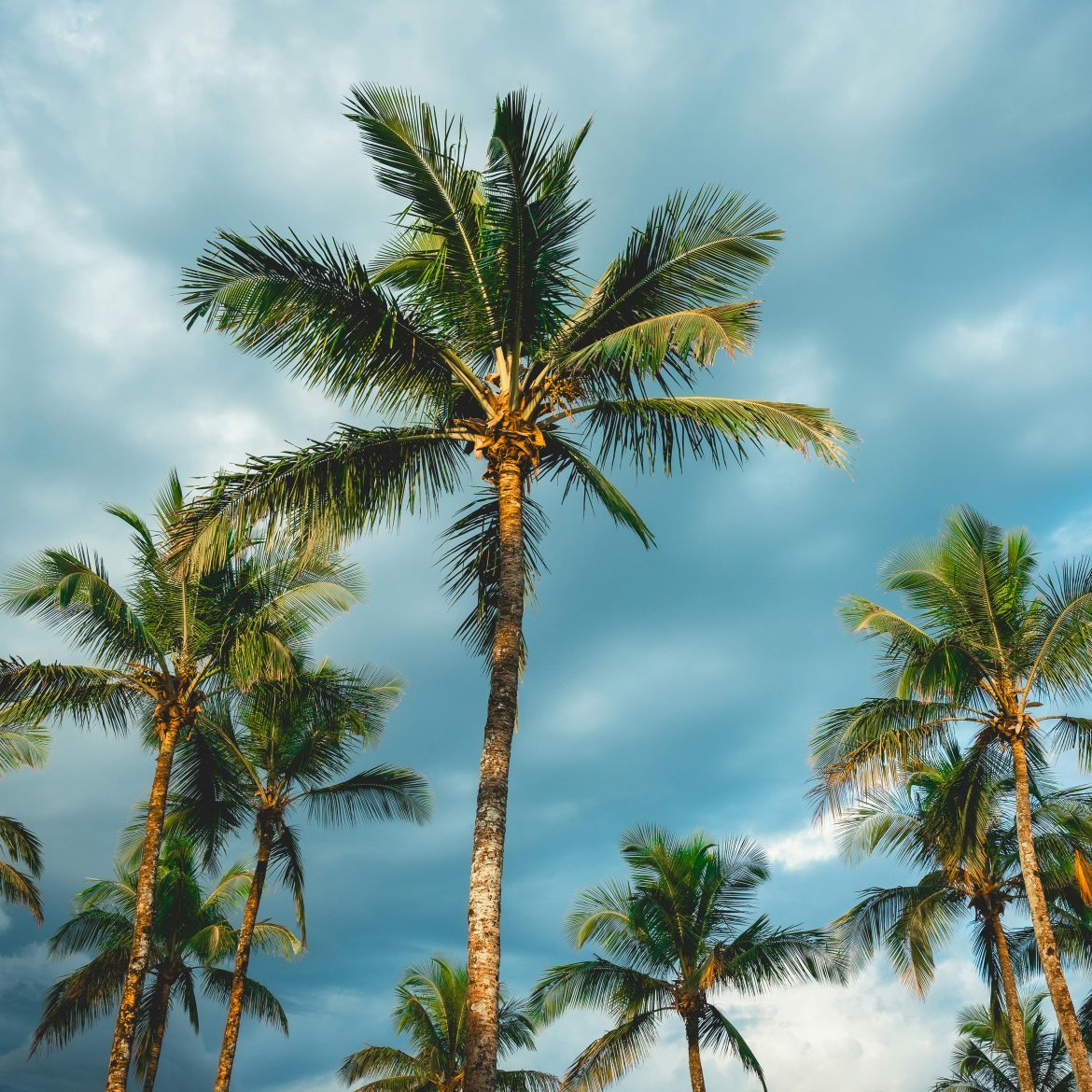 curacao palmbomen vakantiebestemming