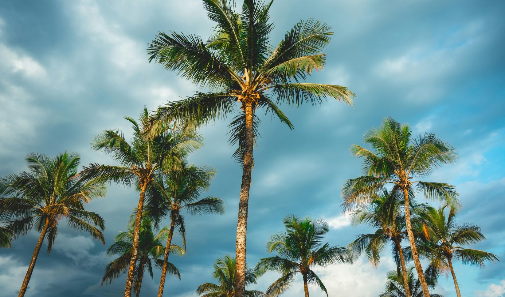 curacao palmbomen vakantiebestemming