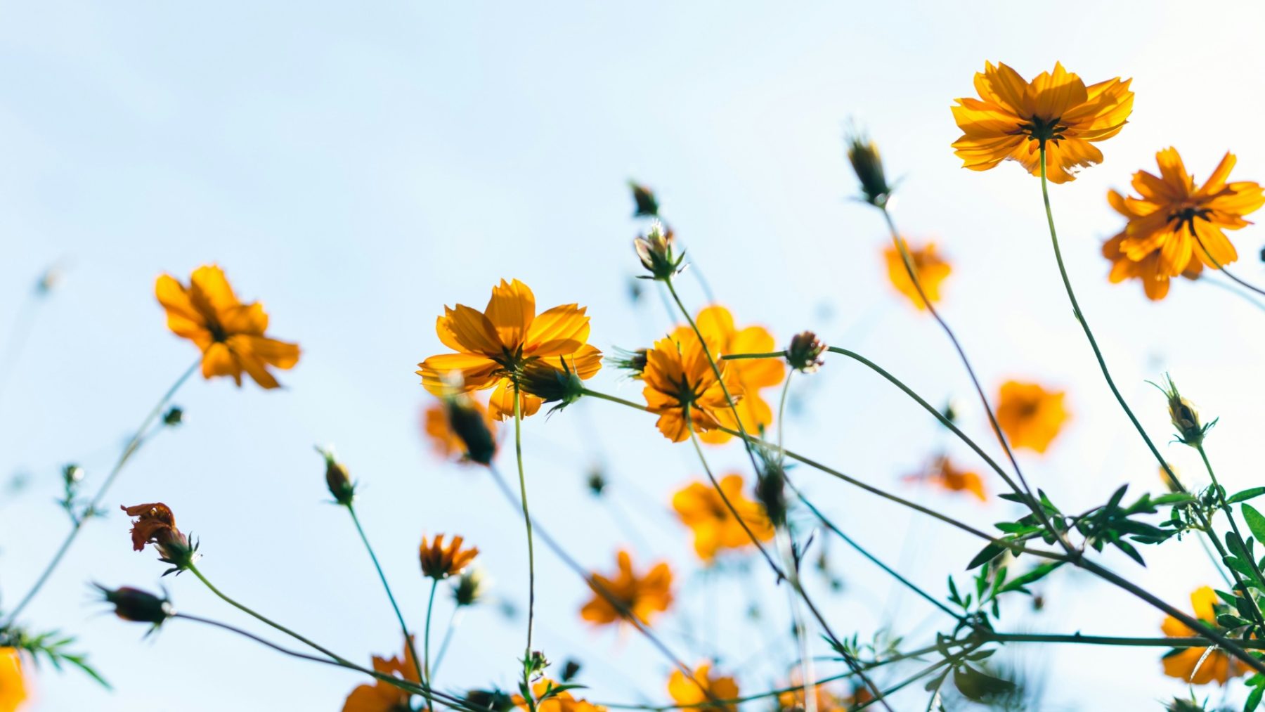 De zon laat zich volop zien deze week in Nederland