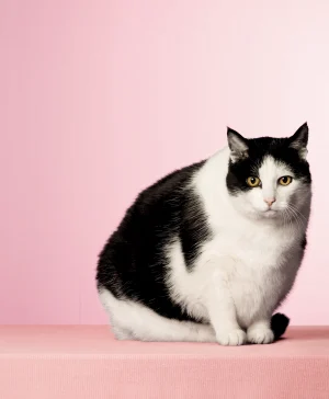 Thumbnail voor Tarieven voor de dierenarts lopen soms op tot duizenden euro's: 'Veel onduidelijkheid, met name in spoedzorg'