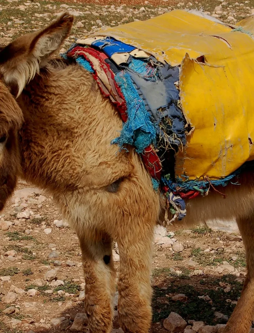 Ezel Cairo dierenarts